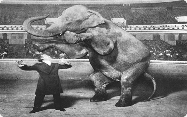 Houdini-Elephant