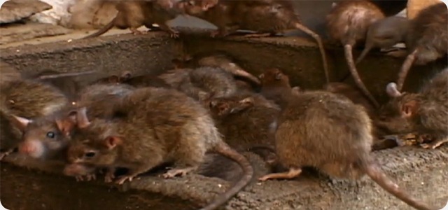Rat_Invasion