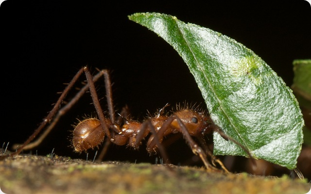 fourmis-feuille
