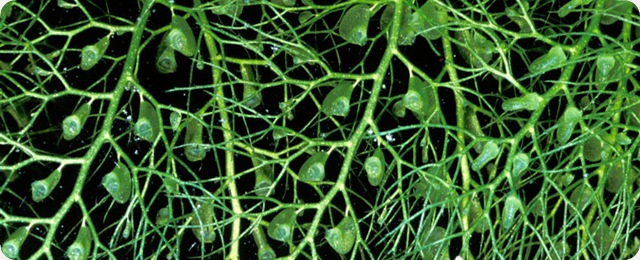 utricularia_macrorhiza