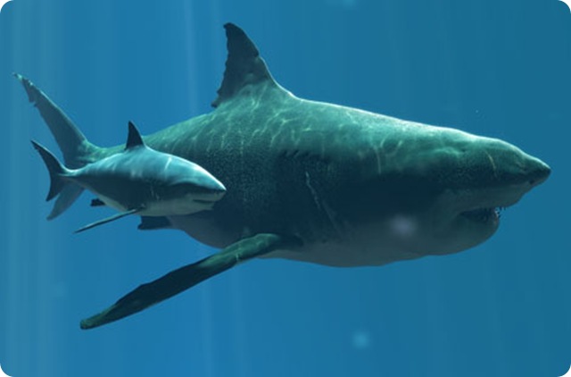 comparaison-requin-megalodon