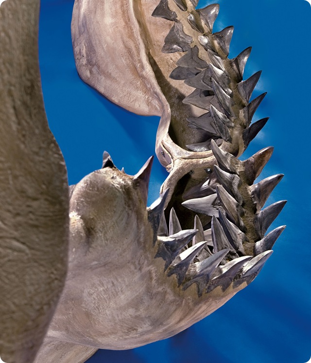 grande-machoire-mégalodon