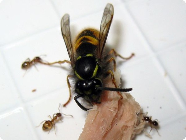 abeille-vespula-prolasius-fourmis
