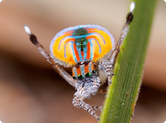araignée-sauteuse-parade