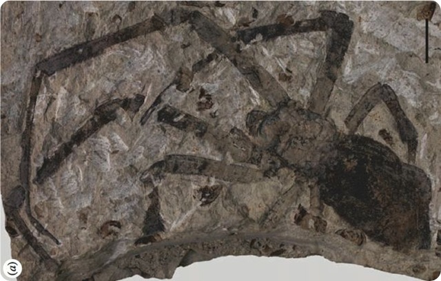 plusgros-fossil-araignée