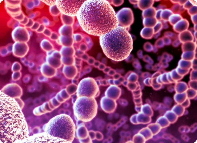 Streptococcus pneumoniae bacterie