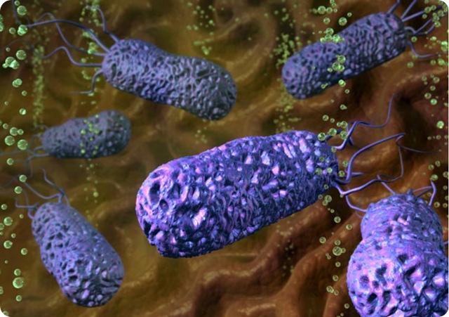 bacterie-Helicobacter-pylor-estomac