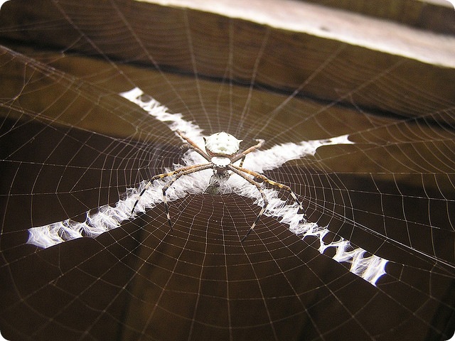 décoration-toile-araignée2