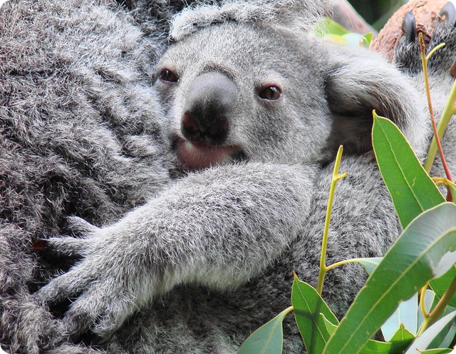 empreinte-koalas