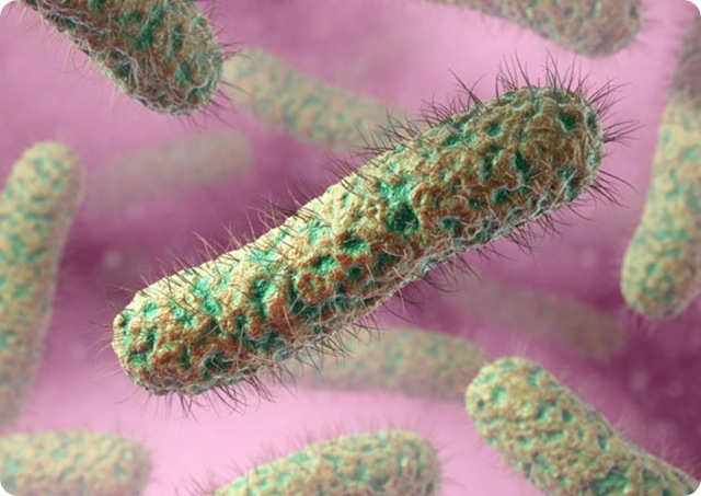 type-cilié-bactéries