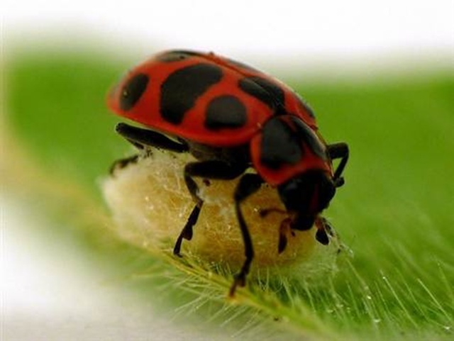 110621-ladybug-cocoon-.grid-6x2