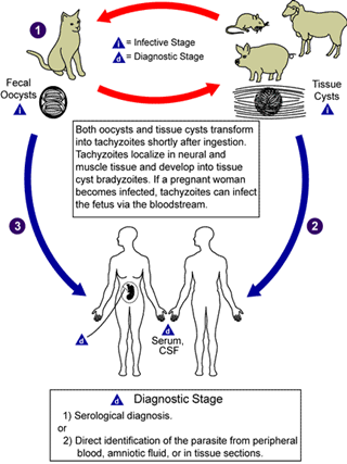 Toxoplasma-cycles