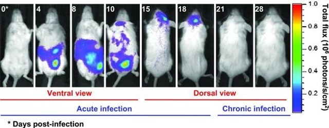 chat-rat-Toxoplasma-gondii2