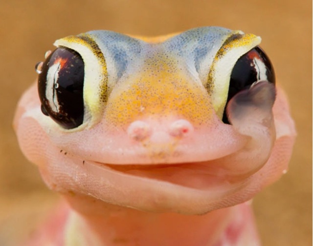 gecko-rosée