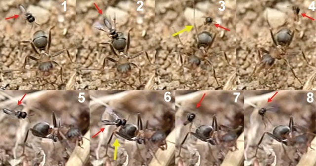 ovipositeur-fourmis-guêpes-parasitoïdes3