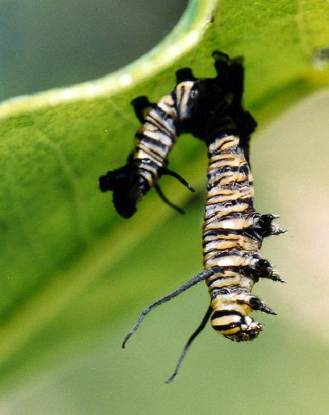 caterpillars-liquéfié-virus
