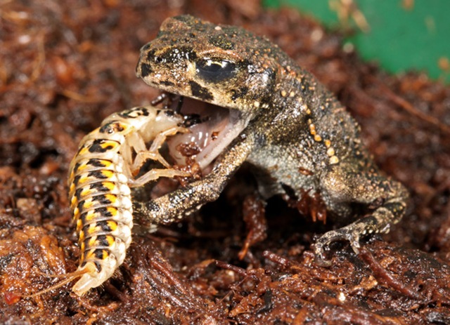 epomis-coléoptère-grenouille