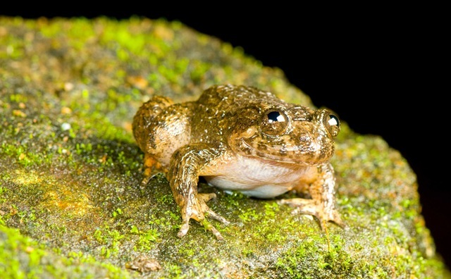 grenouille-nocturne-Coorg