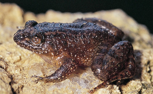 grenouille-nocturne-Shiradi
