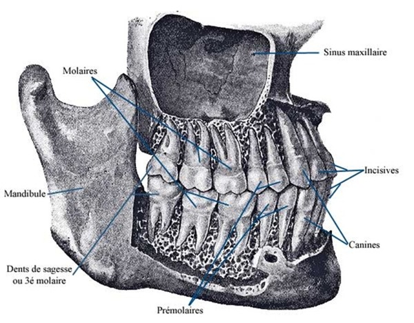 sinus-maxillaire