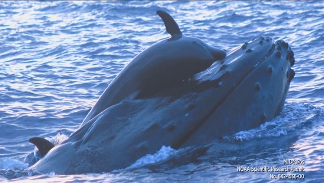 interaction-dauphin-baleine