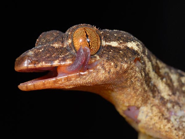turnip-tailed-gecko