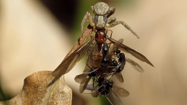 araignée-fourmis-nécrophilie