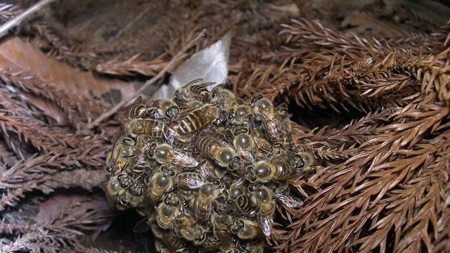 boulle-abeilles
