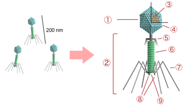 Bacteriophage_structure