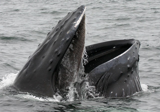 bouche-baleine