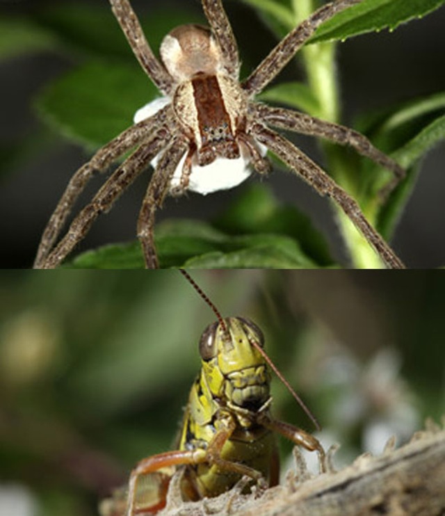araignée-sauterelle2