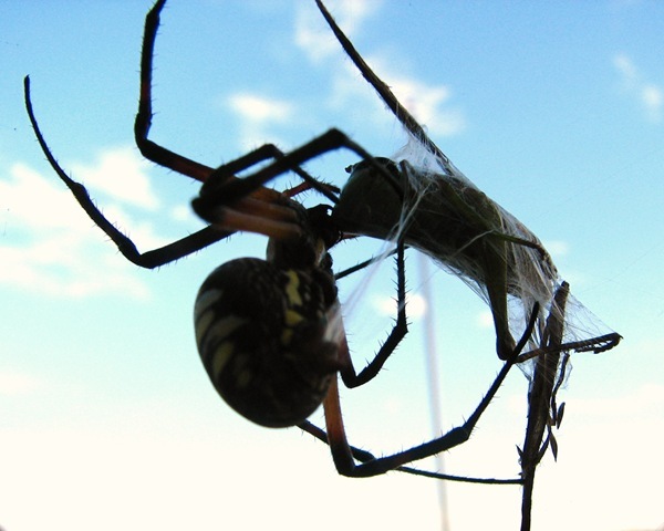 araignée-sauterelle