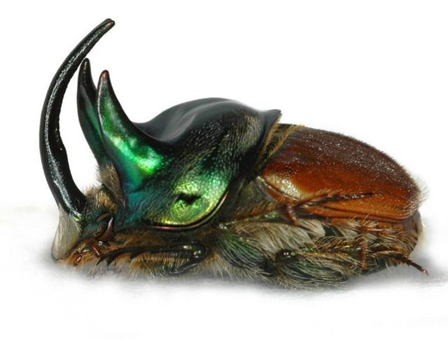 Onthophagus (Proagoderus) lanista