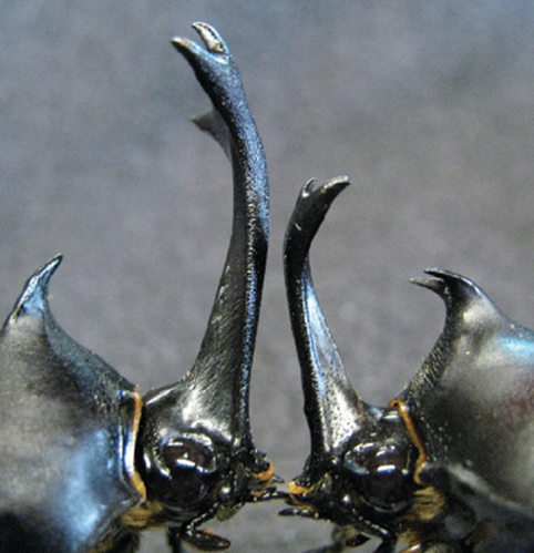 scarabé-Rhino-comparaison-Insul-IGF