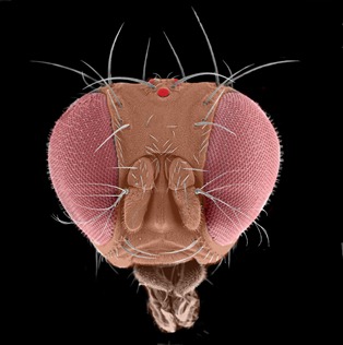 Drosophila megalomaster