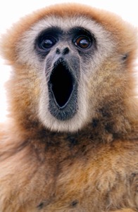 Gibbon-chantant