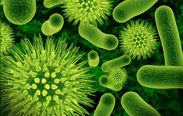 bactéries12
