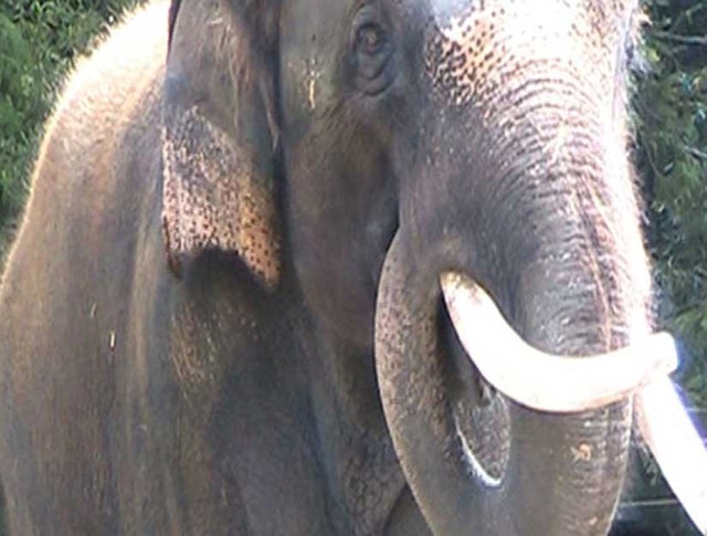 elephant-koshik