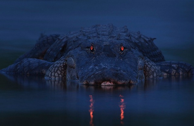 Alligator-Floride