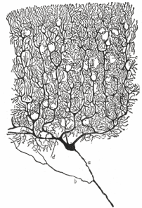 Cellule de Purkinje-Cajal