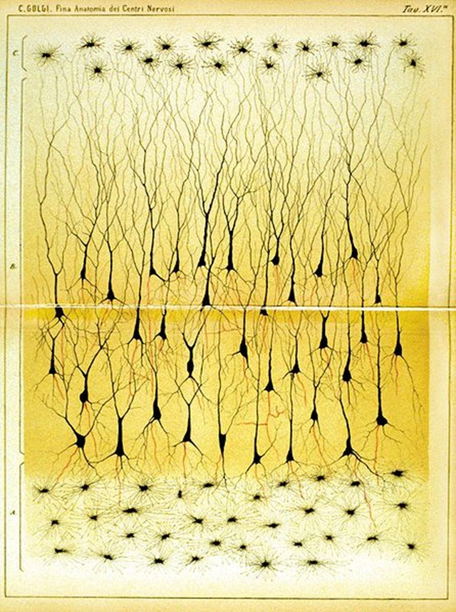 Hippocampe-Golgi-1885