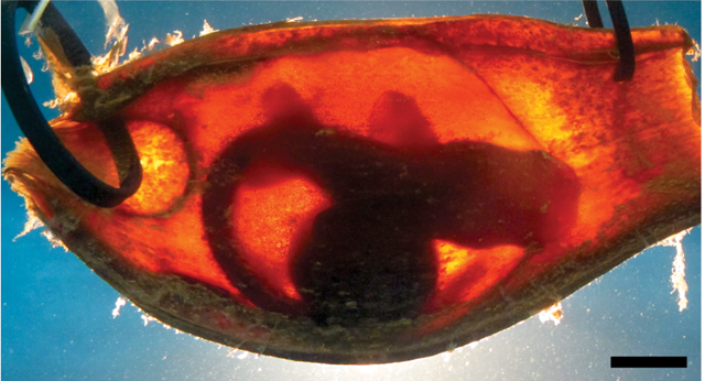 embryon-requin-bioélectrqiue