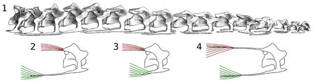 sauropode-vertèbres-cervicales-muscles