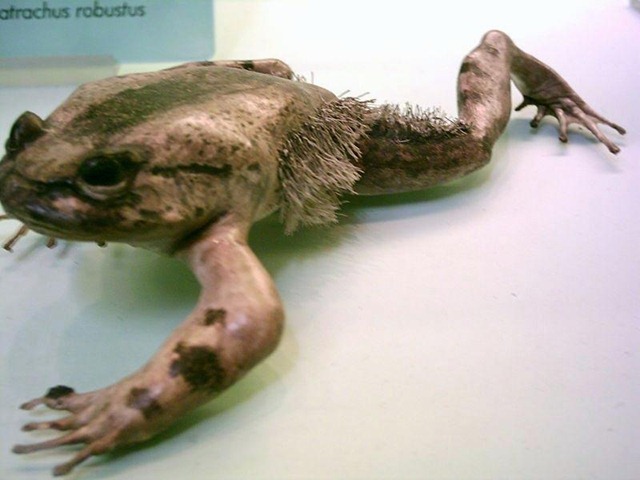 Trichobatrachus robustus 1