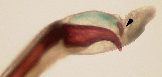 Trichobatrachus robustus-griffes 2