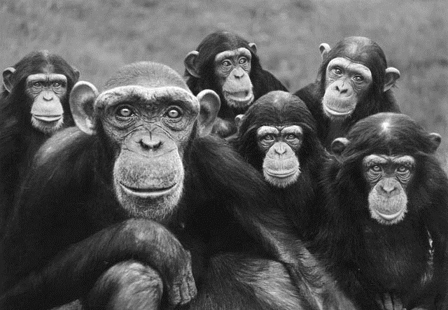 primates-collaboration