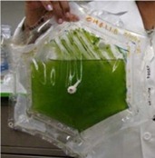 sac-culture-algue