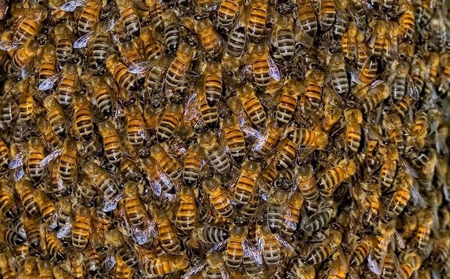 abeilles12
