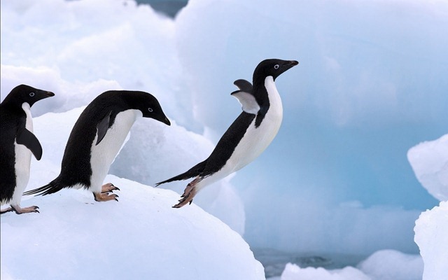 104111-penguins-lovers-flying-penguin