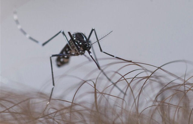 moustique-paludisme2